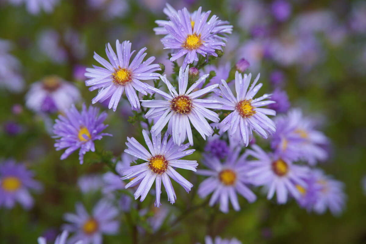 После дождя - Viktor Odysey