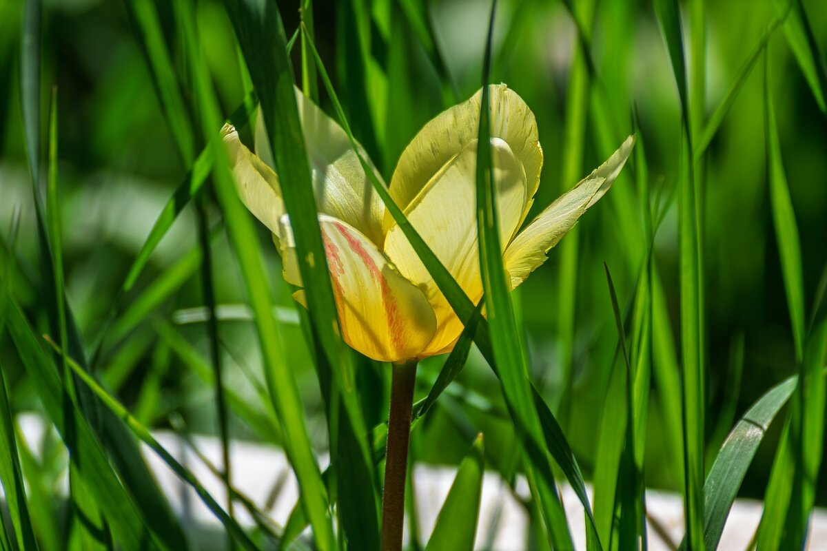 Желтый тюльпан - Игорь Сикорский