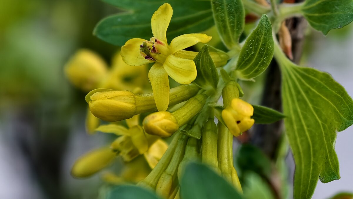 Смородина в цвете - Мариша Тим
