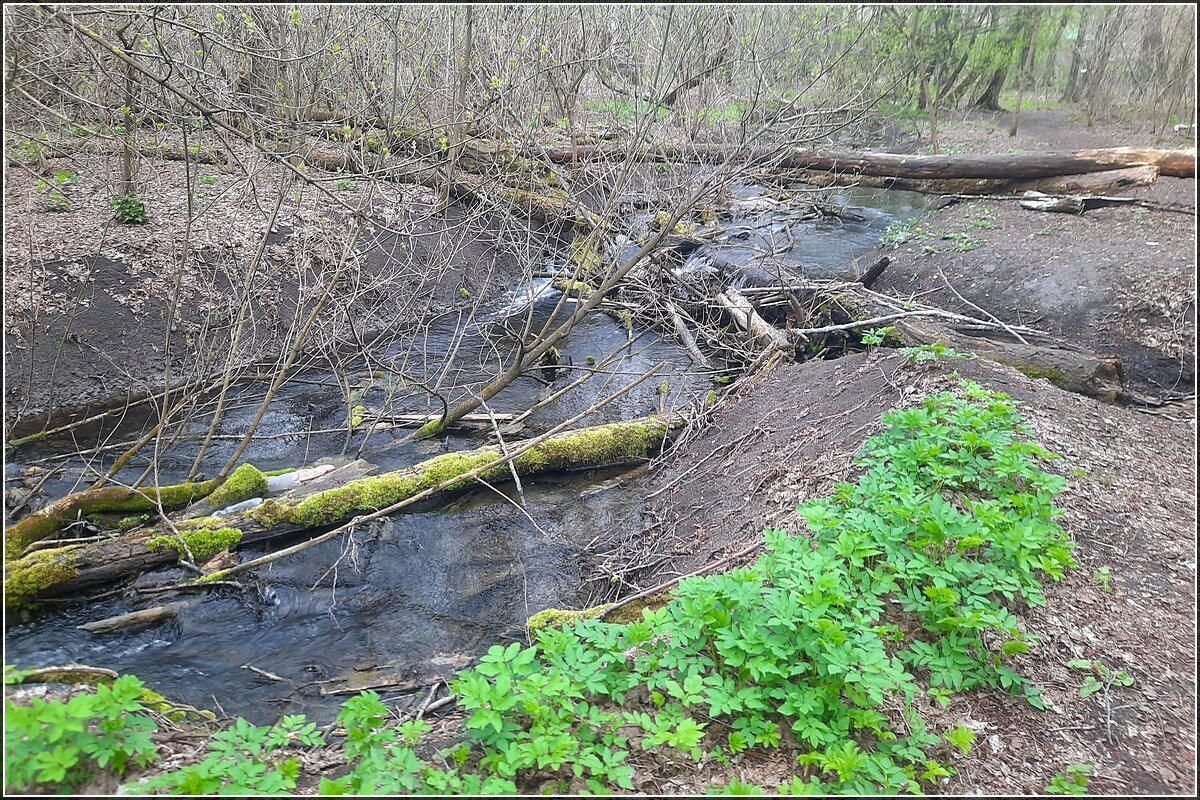 Лесной ручей - Сеня Белгородский