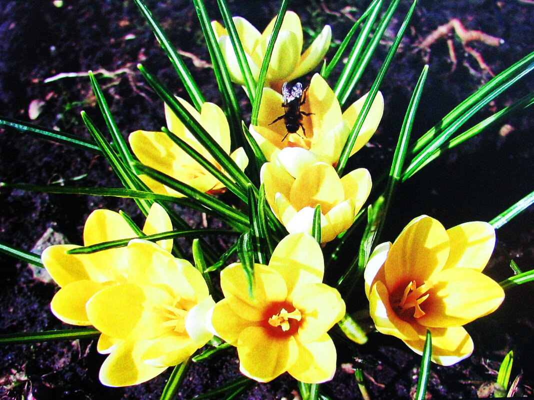 Ещё цветут крокусы - Людмила Смородинская