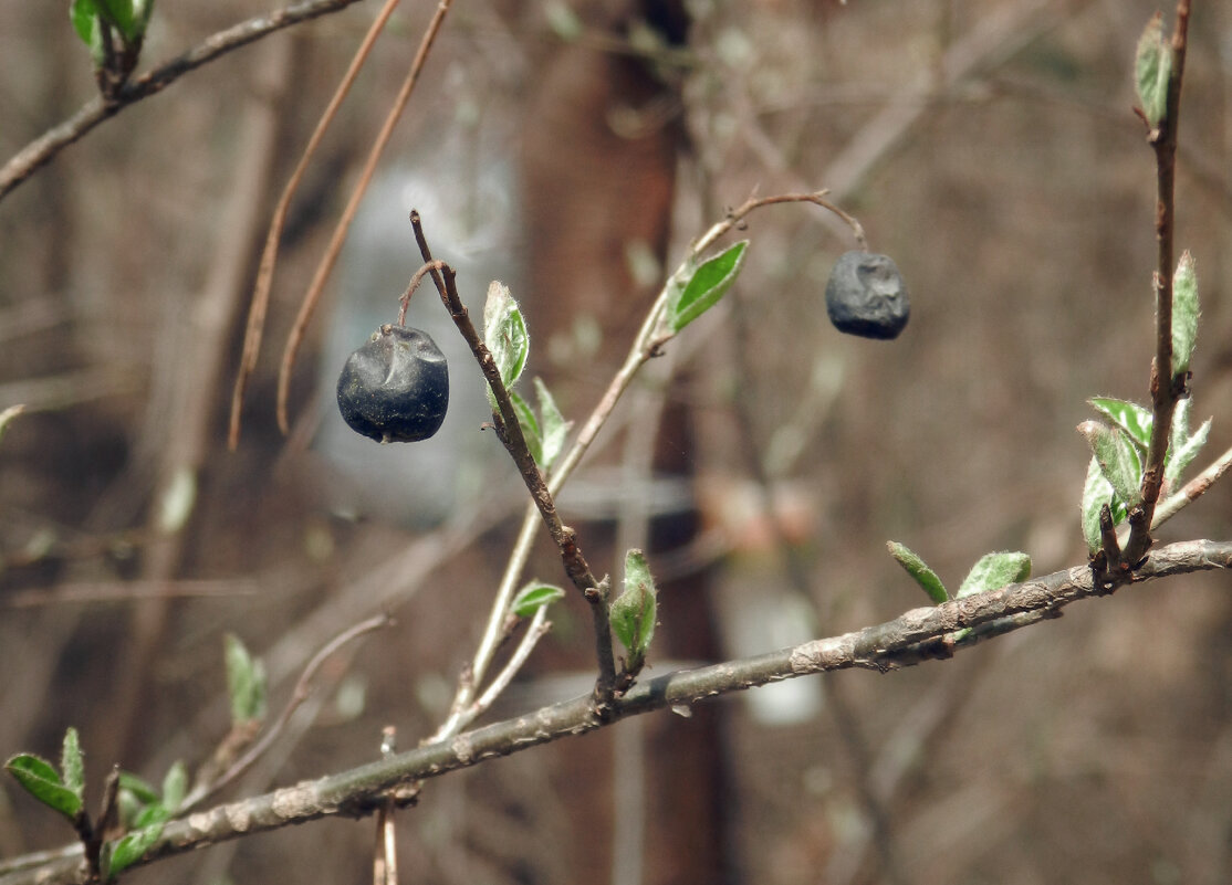 прошлогодние ягодки и новые листочки - Лера 