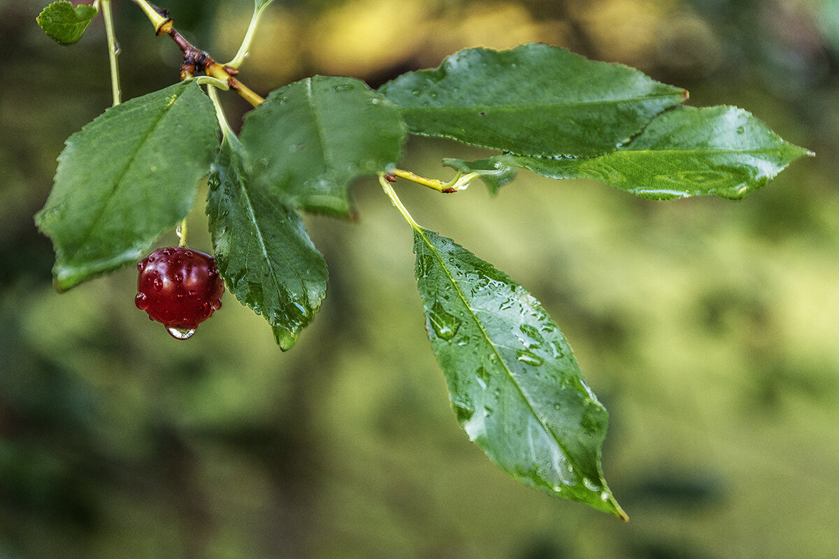 Союз - Дмитрий 