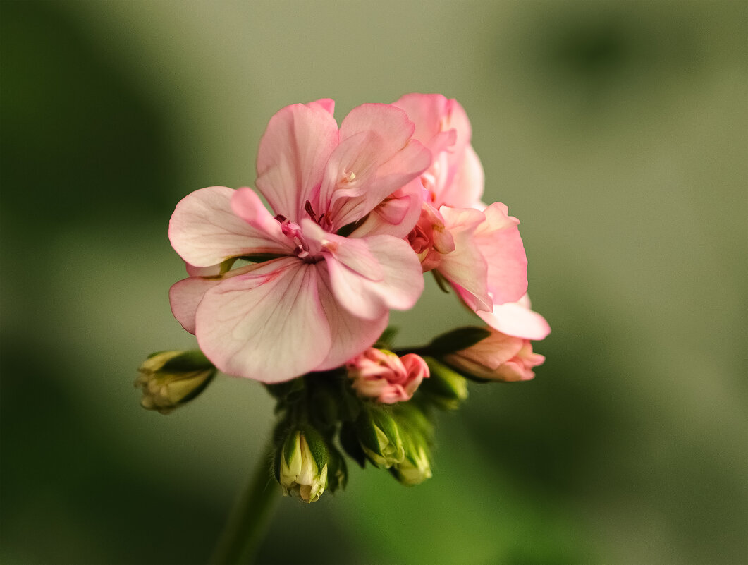 Пеларгония. - Николай 