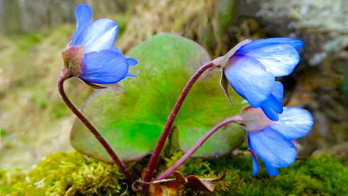 Печёноцницы - Милешкин Владимир Алексеевич 