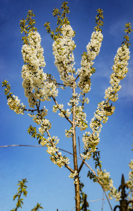 Весна - Анатолий Чикчирный