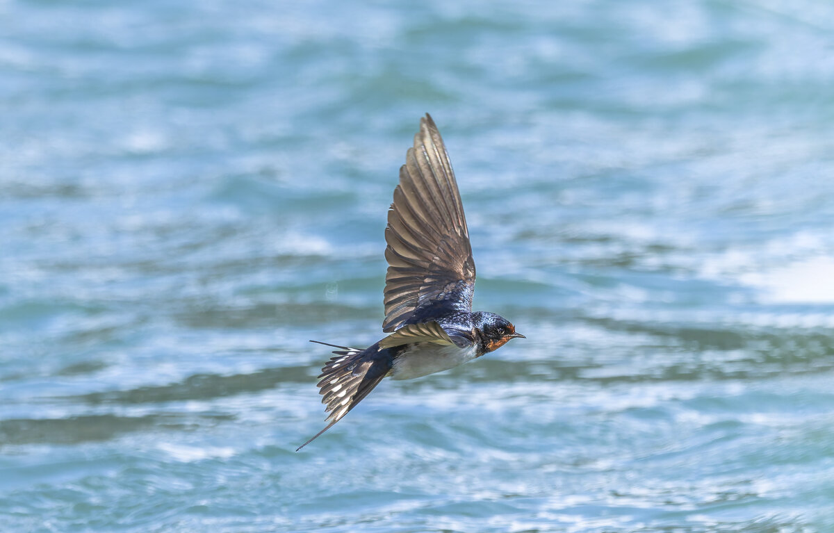 ласточка деревенская. - юрий макаров