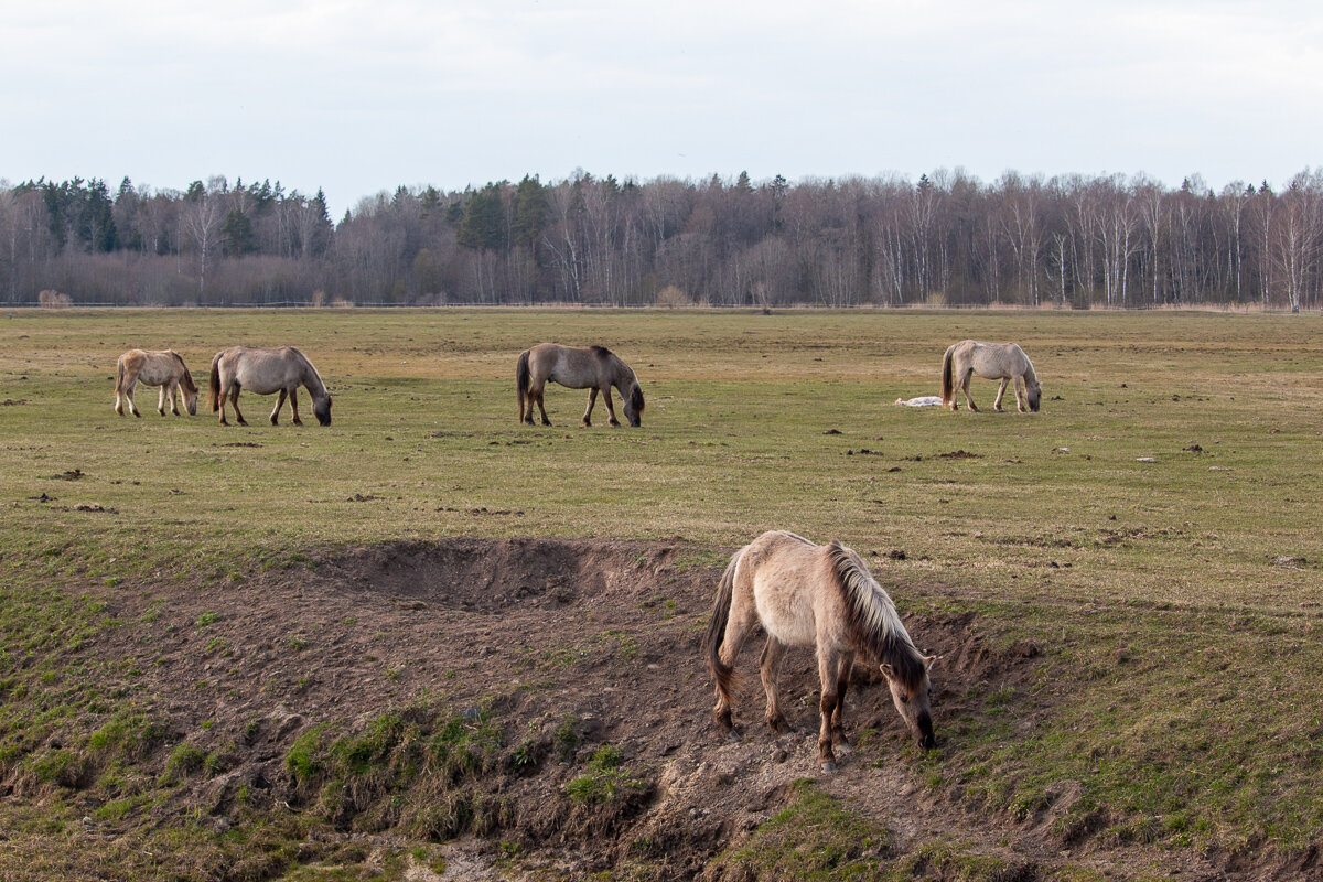 *** - Геннадий Порохов