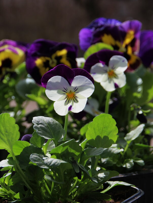 Милые цветочки :) - Татьян@ Ивановна