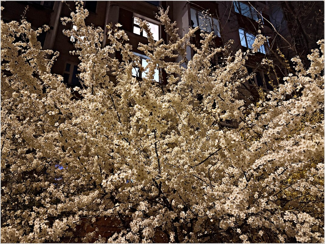 На вечерней прогулке. - Валерия Комова