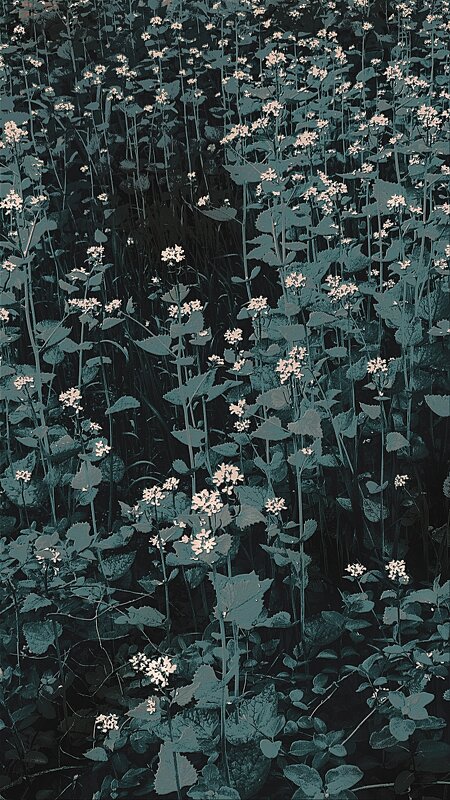 трава за домом - Николай Семёнов