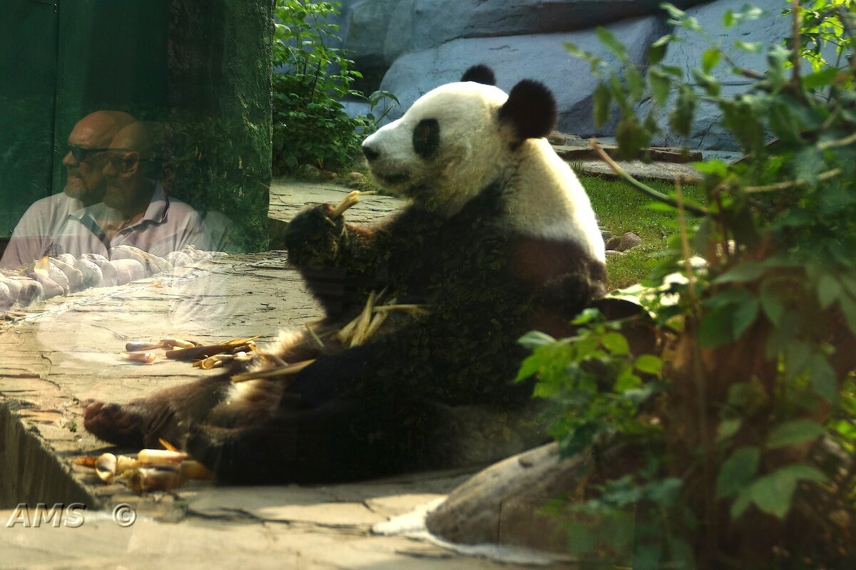 Диндин - kolyeretka 