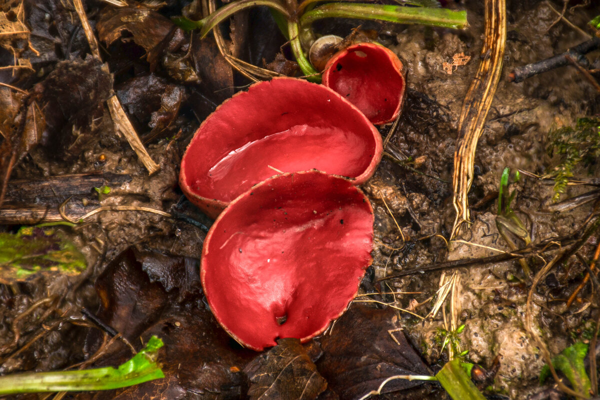 саркосцифа австрийская - Va-Dim ...