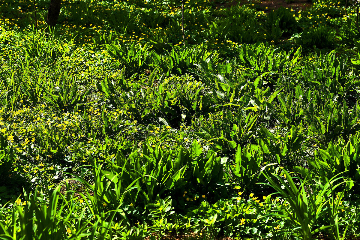 Весна! - Юрий Гайворонскiий