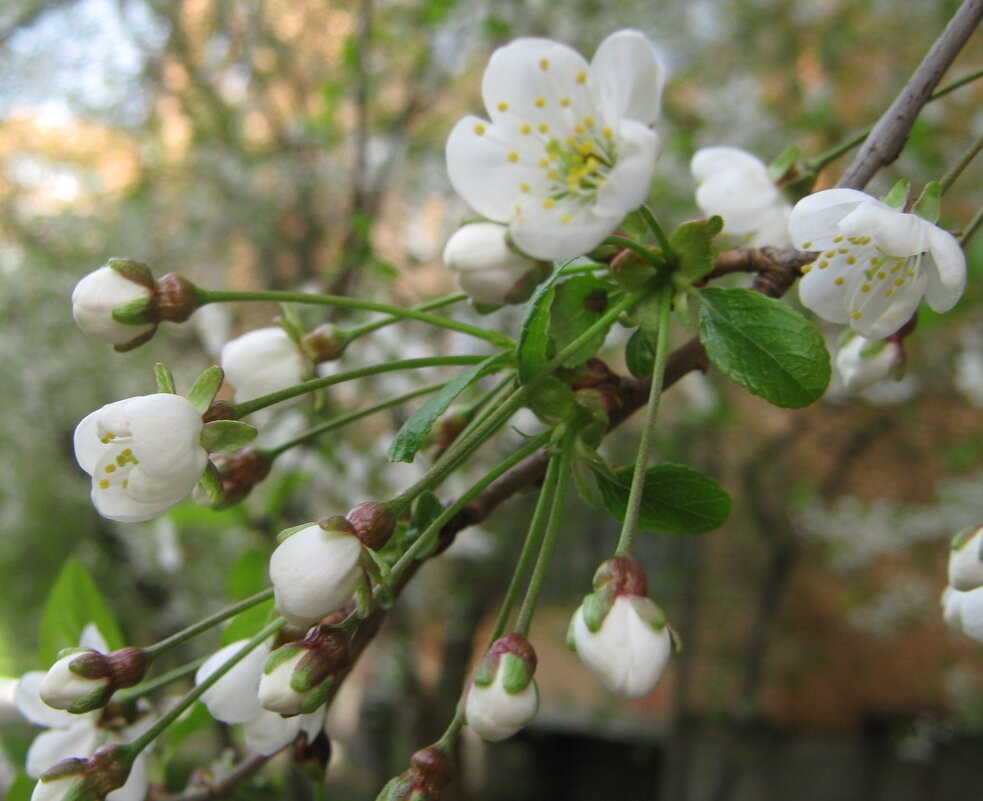 Вишня - Елена Семигина