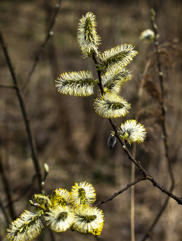 *** - Николай 