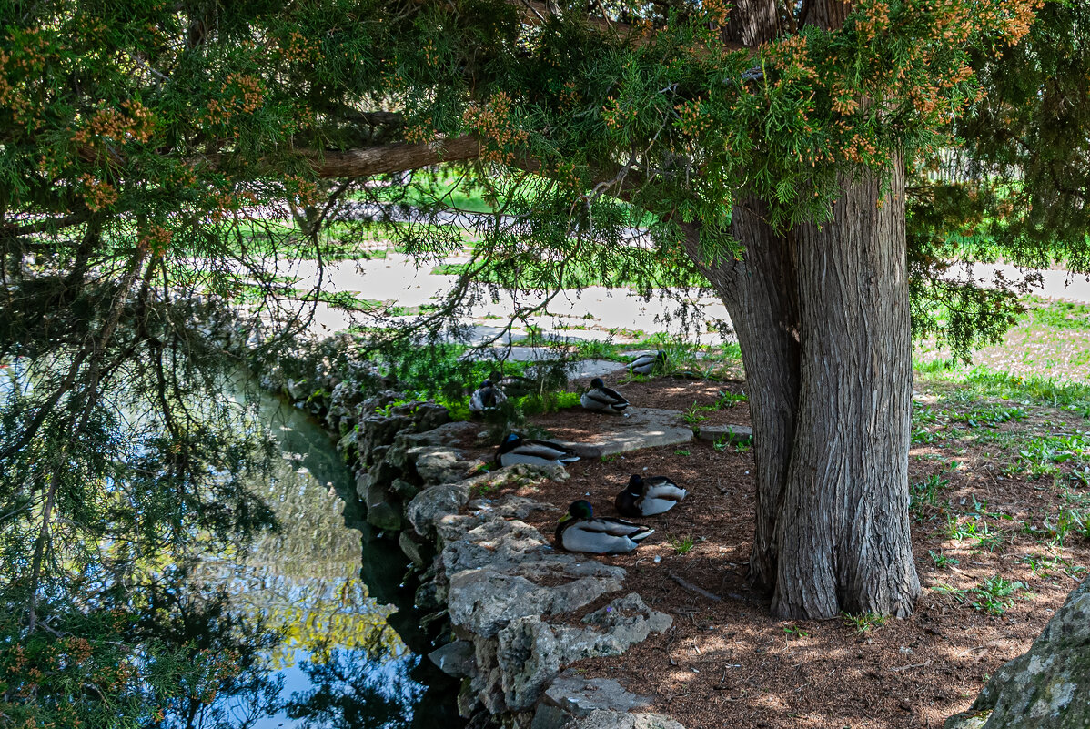 Отдыхают "мальчики"! - Варвара 