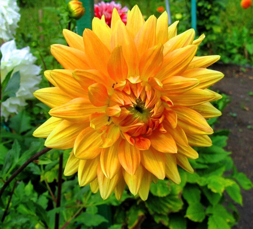 Георгина - Сергей Карачин