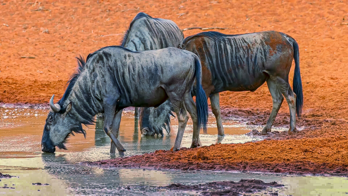 Голубой гну - Aleksey Afonin