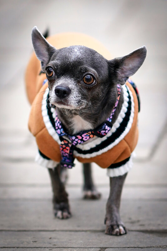 ... - Владимир Салапонов