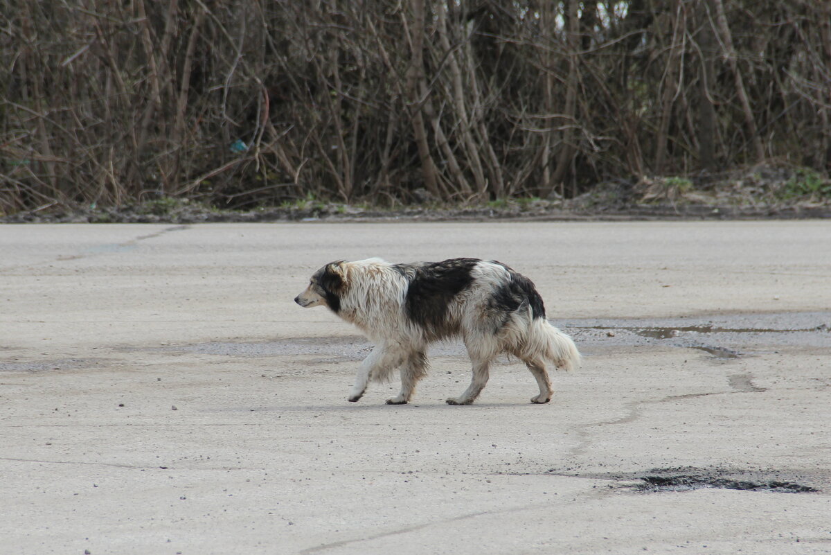 Дорога... - Елена Минина