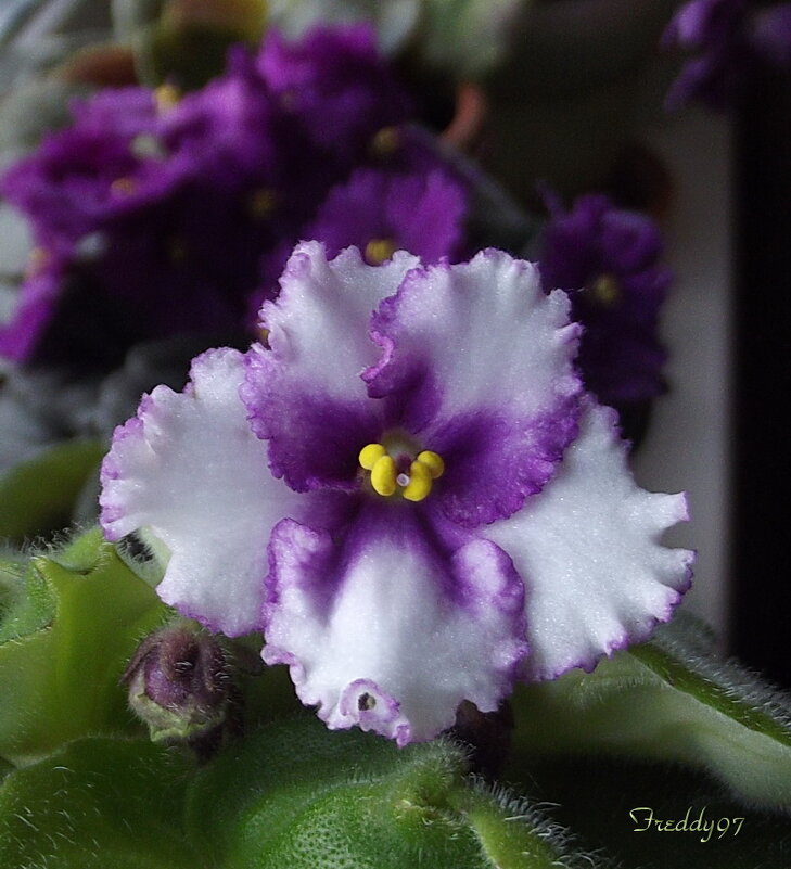 Фиалка - Freddy 97