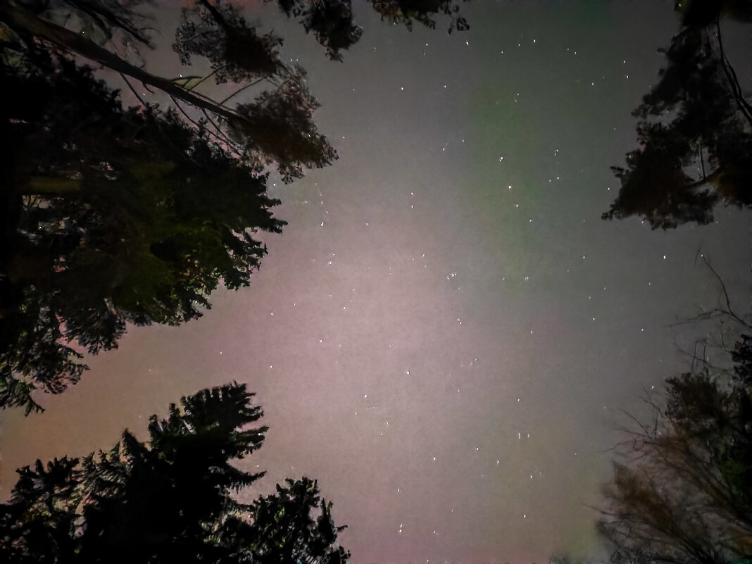 Звёздное небо в лесу. - Станислав Мутовин