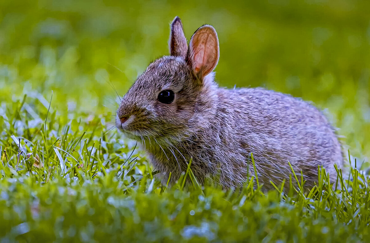Дикий кролик - Aleksey Afonin