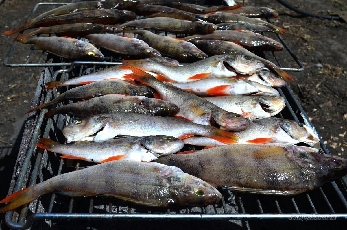 Окуни перед копчением. - Михаил К