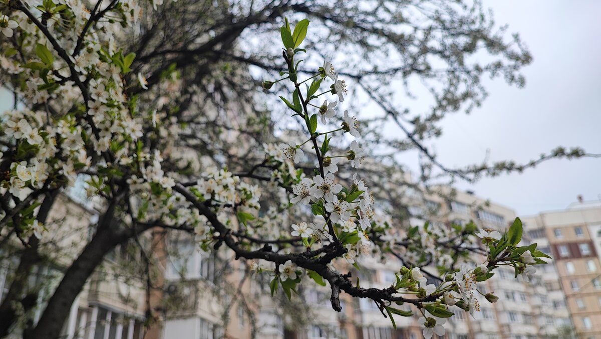 ,,, - Сергей Тимоновский