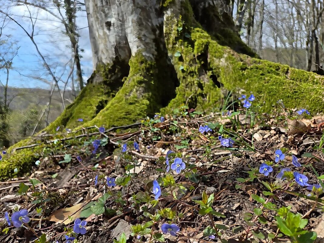 Окружение Калинового озера - Tata Wolf
