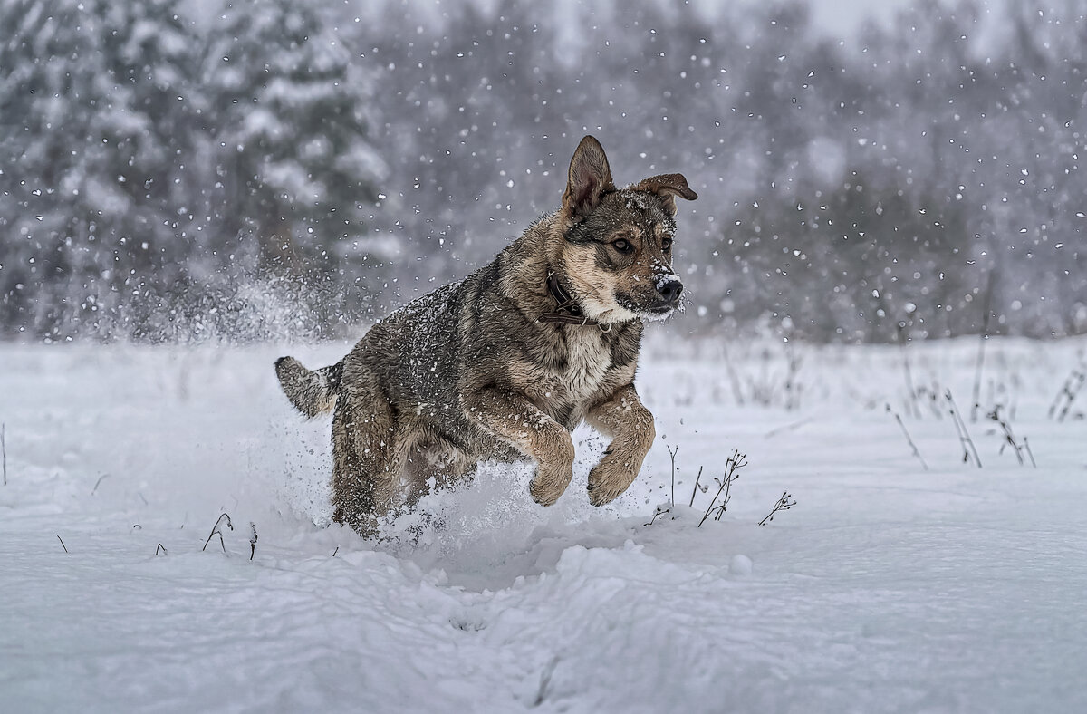 Щенок дворянской породы - Aleksey Afonin