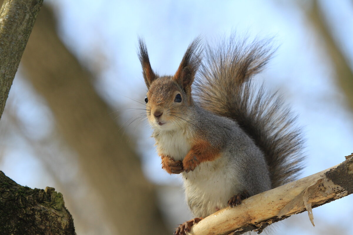 .. - Ninell Nikitina