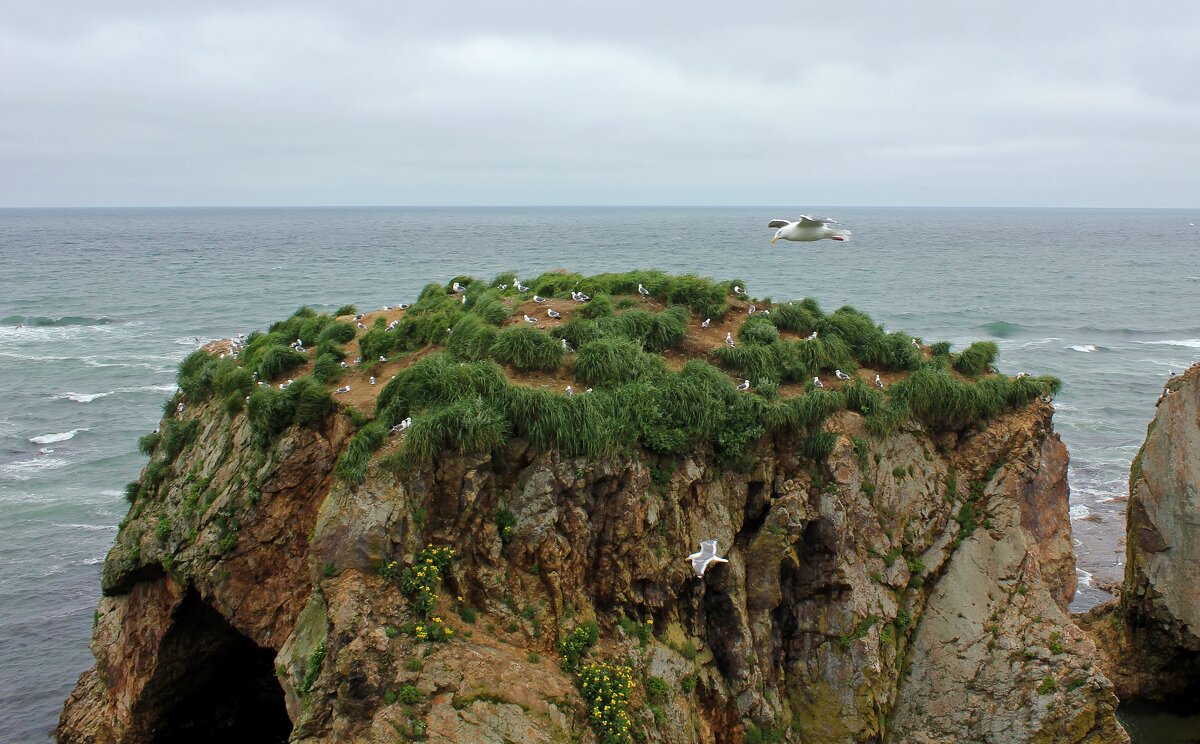 Птичий замок - Владимир Соколов (svladmir)