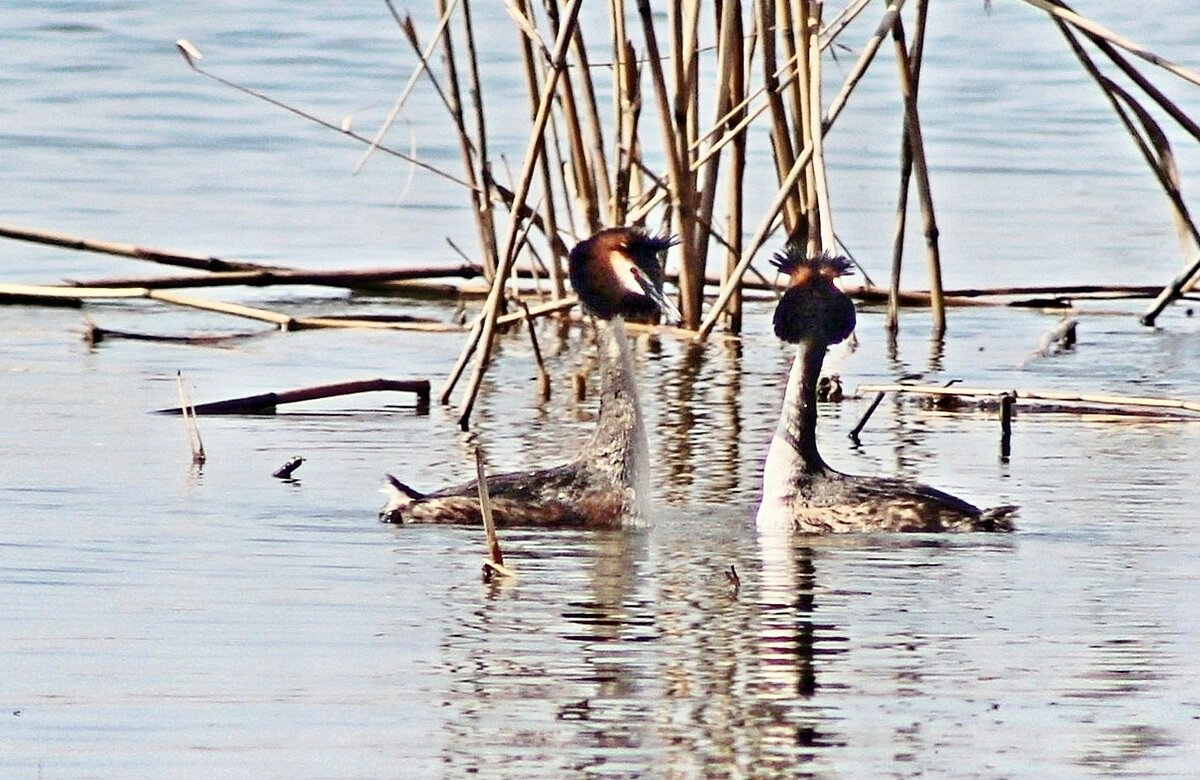 весенний "танец" чомг... - Александр Герасенков