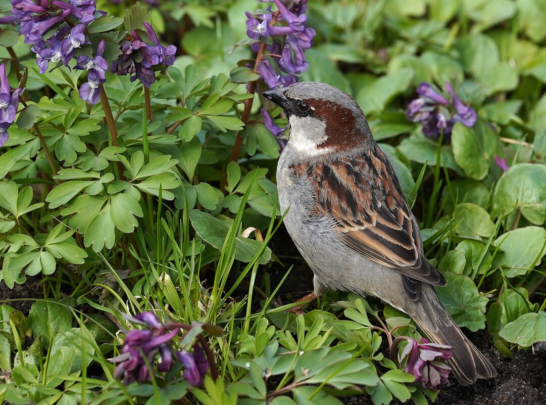 Любитель цветов - Татьяна Тюменка