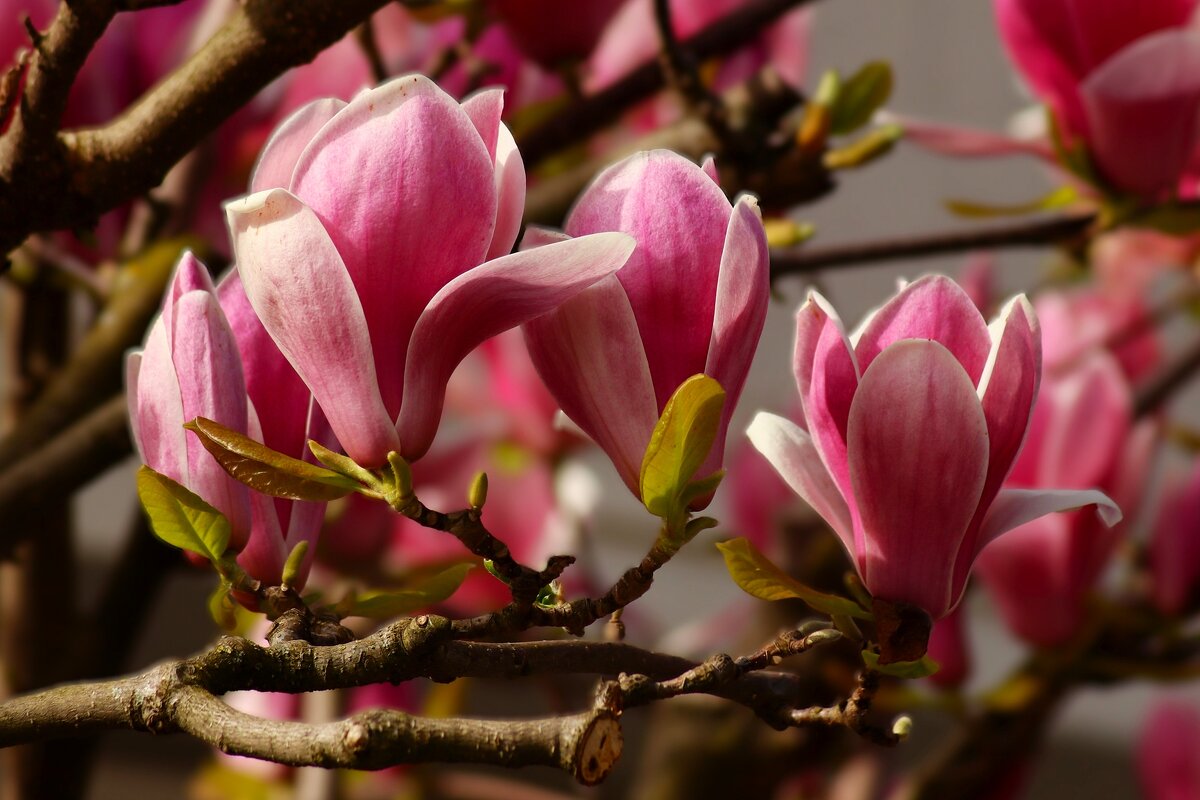 Магнолия символ женственности и красоты - Юрий. Шмаков
