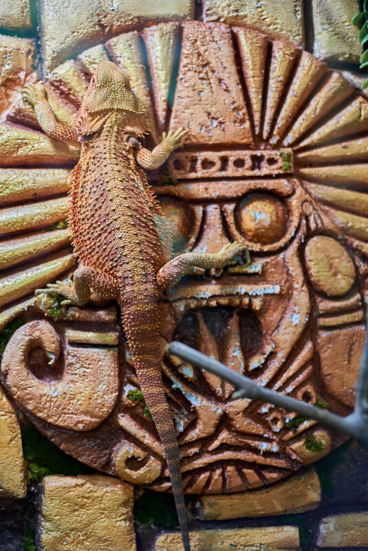 Бородатая Агама - Александр Леонов