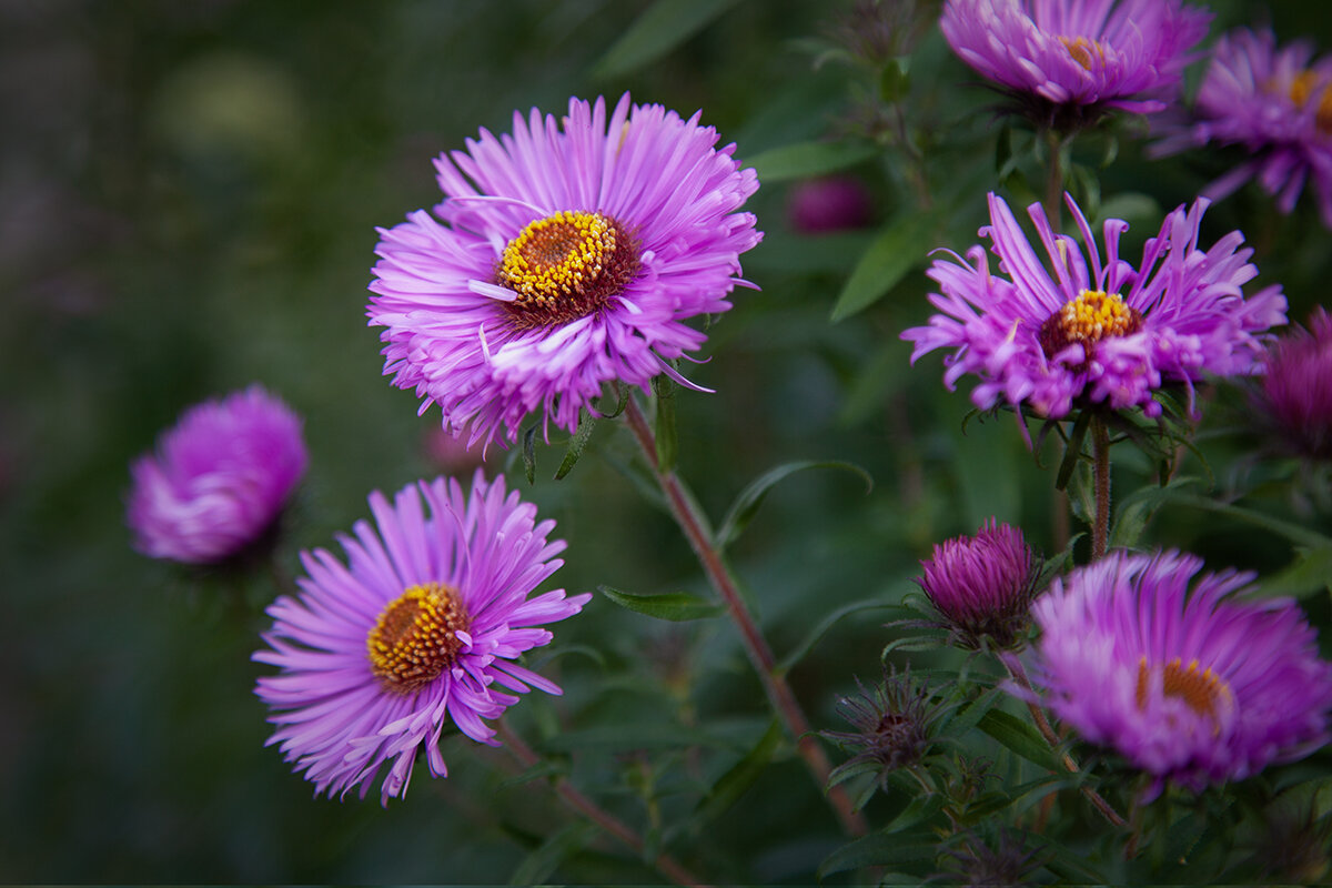 Осенние астрочки. - Лилия *