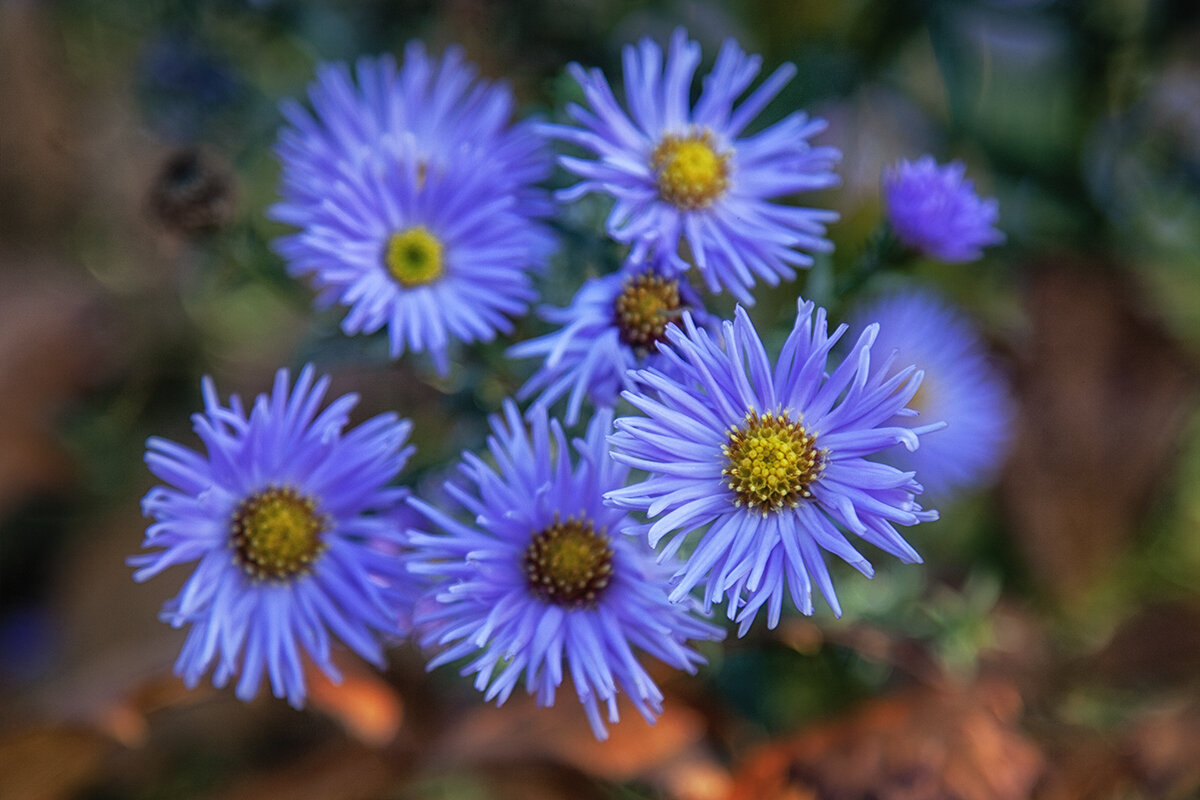 Осенние астрочки. - Лилия *