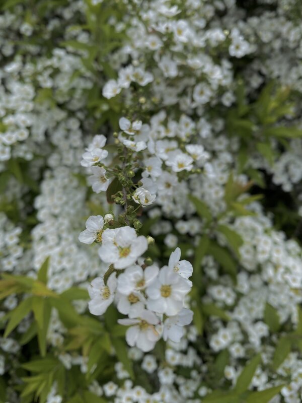 Цветы в вблизи - М С