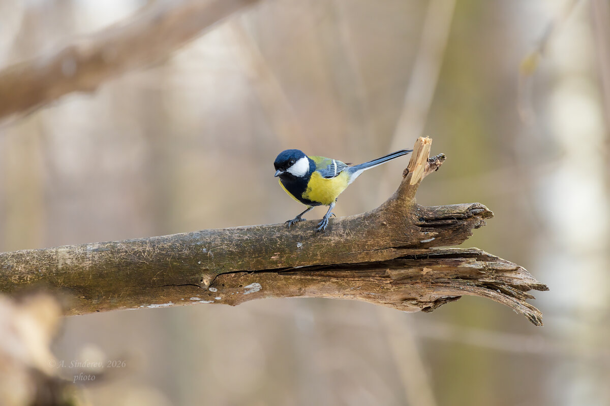 Синичка на ветке весной - Александр Синдерёв