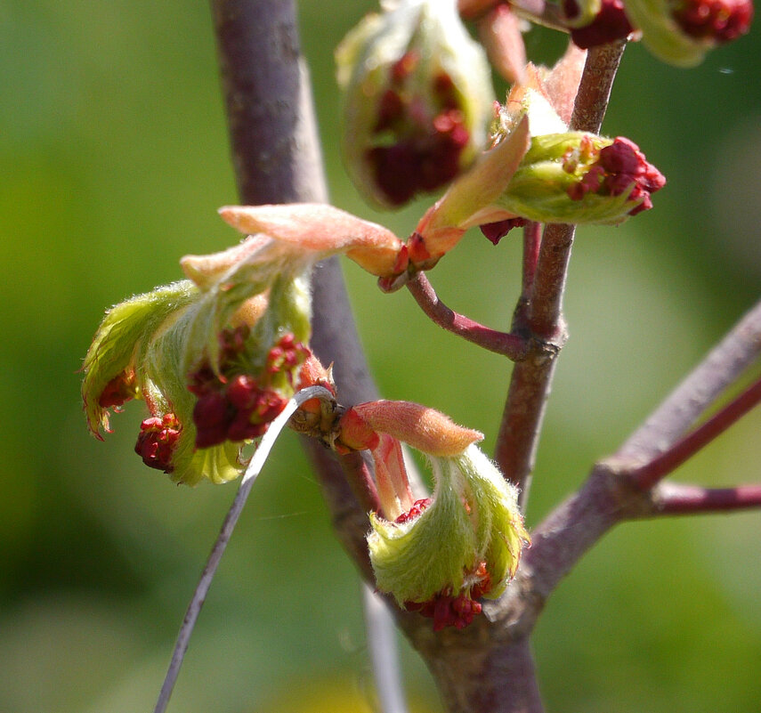 Весна в Ботаническом саду - Дмитрий Swan