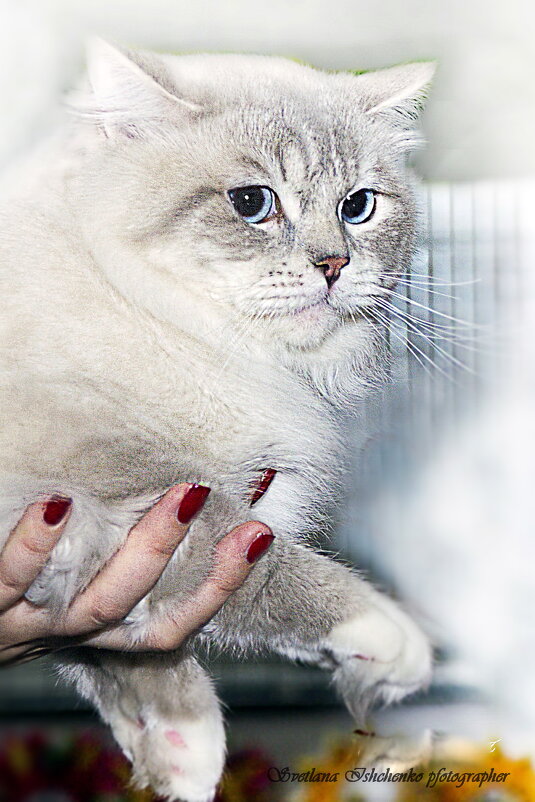 ,,, - Светлана Ищенко