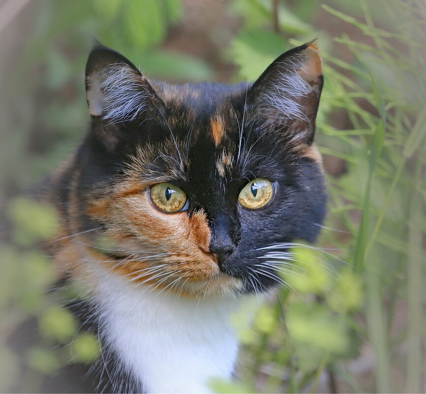 черника - Andrey Bragin 