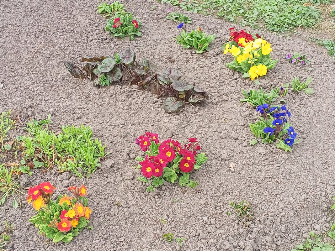 Примула - Сапсан 