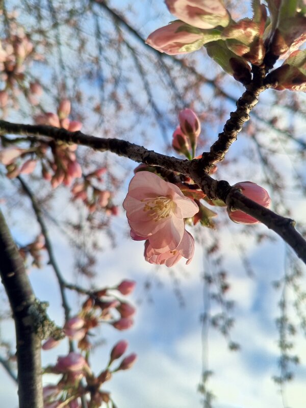 Сакура - Сапсан 