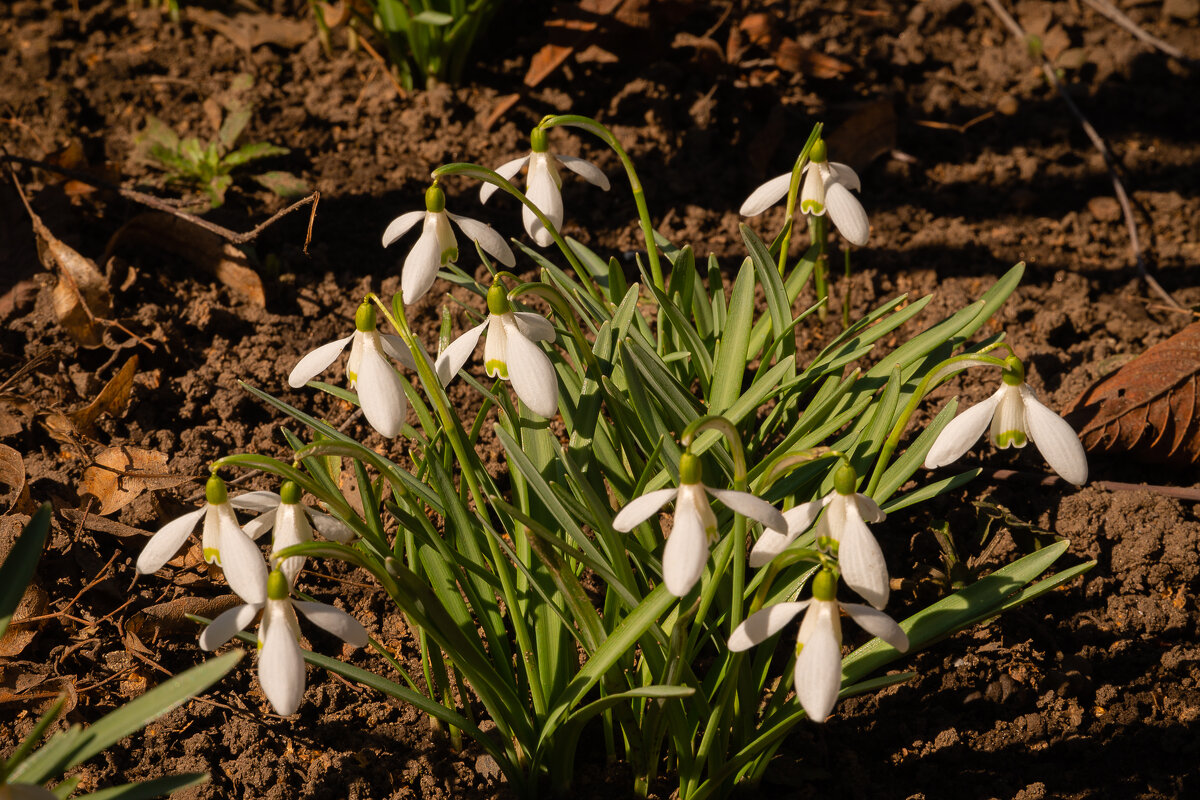 Подснежники - София 