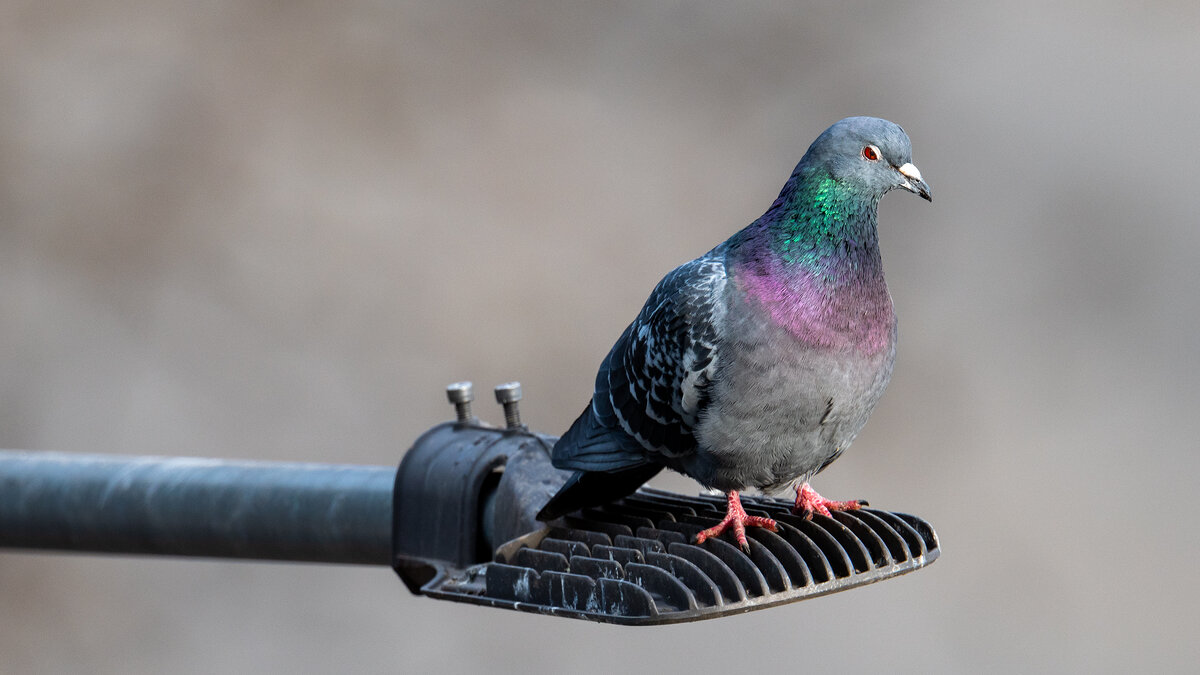 Городские птицы - Владимир Лазарев