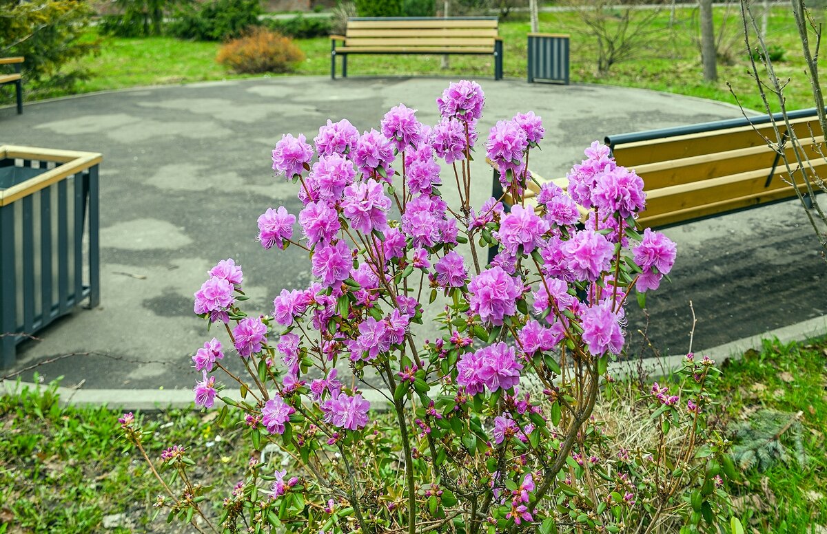 Рододендрон даурский - Валерий Иванович
